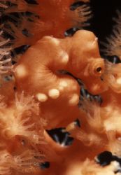 Orange Pygmy Seahorse, Mabul Island, Sabah, Borneo. Nikon... by Edd Brooks 